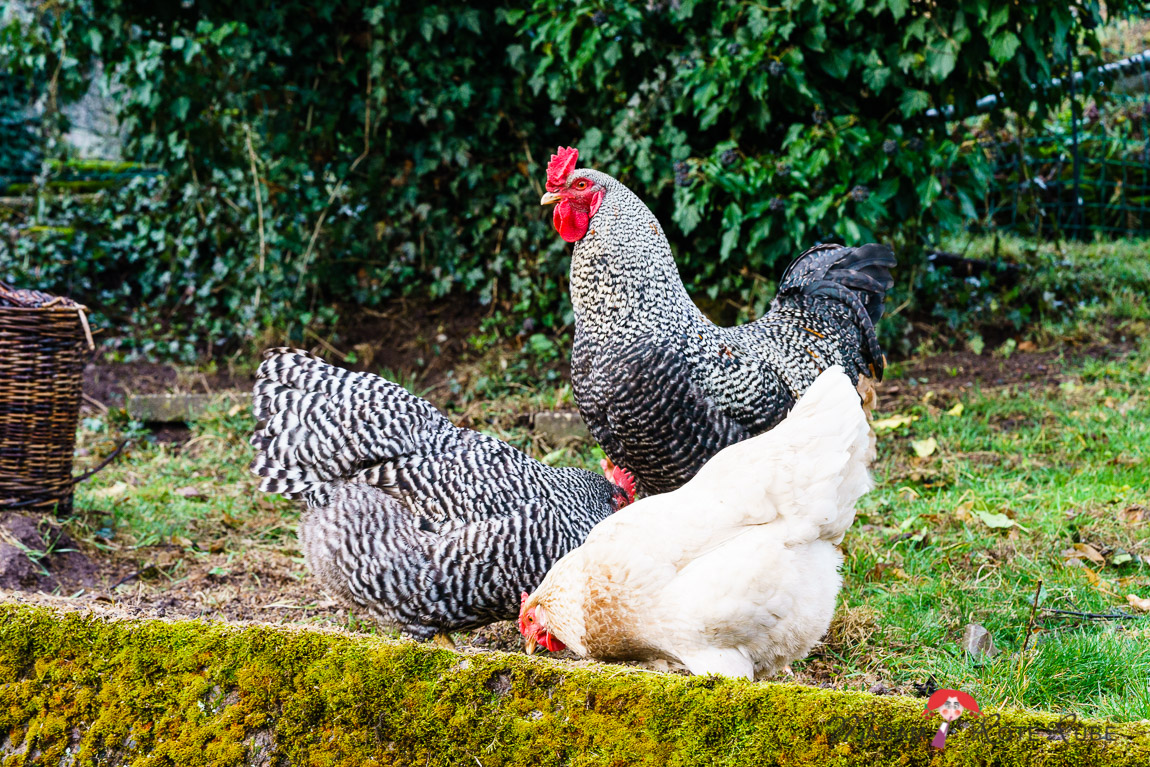 Madam Rote Rübe - Foodblog - Eierbutter - Hühner