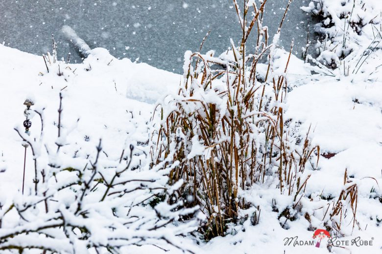 Madam Rote Rübe - Winter