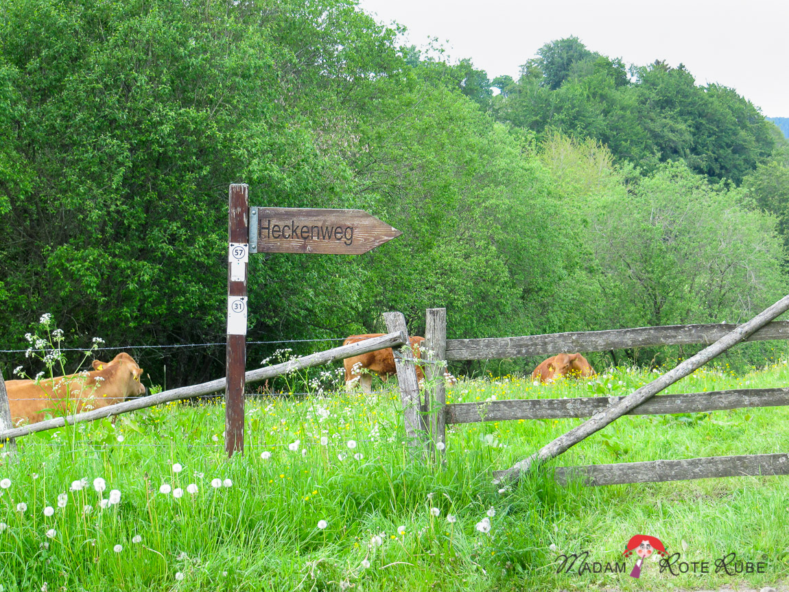 Madam Rote Rübe - Rucksackschmaus VI und der Höfener Heckenweg in der Eifel