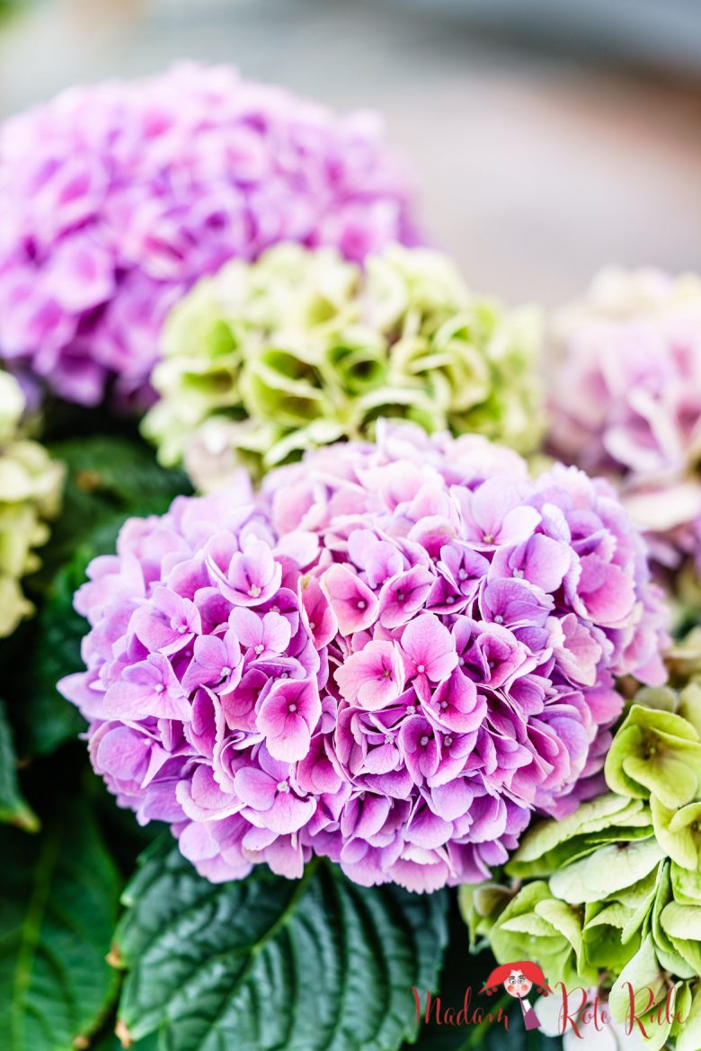 Stachelbeer-Prosecco-Torte mit Dinkelvollkorn-Biskuit - fruchtig-cremig ...