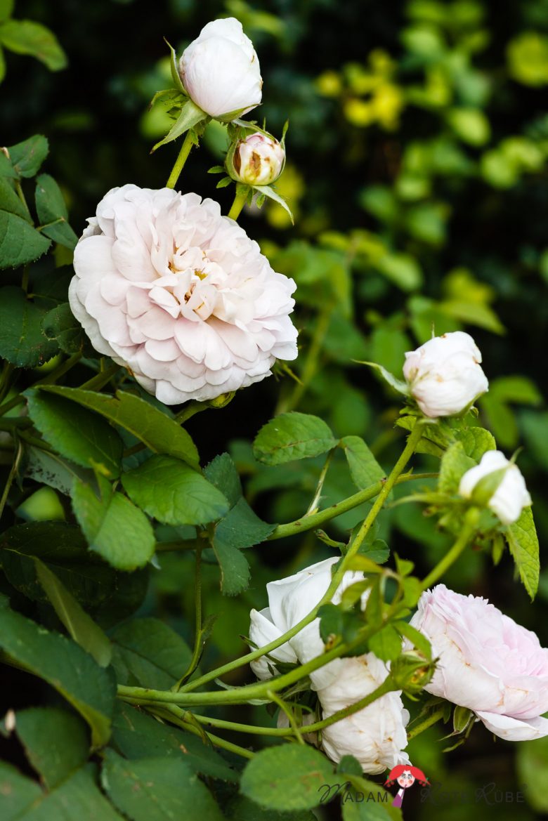 Madam Rote Rübe - Rosengarten