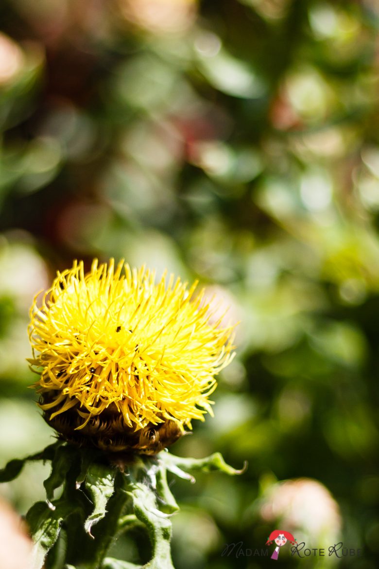 Madam Rote Rübe - Rosengarten