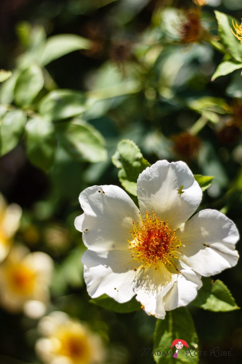 Madam Rote Rübe - Rosengarten