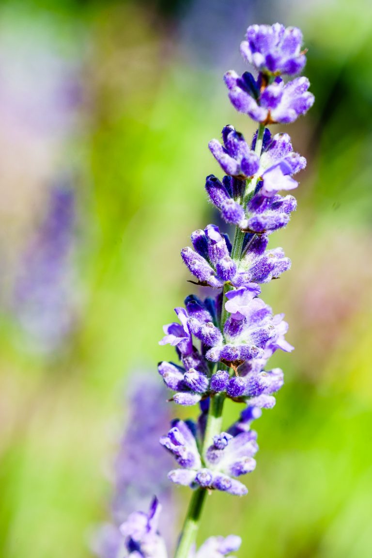Provenzalische Mandel-Vollkorn-Tarte mit Aprikosen und Lavendel - Madam ...