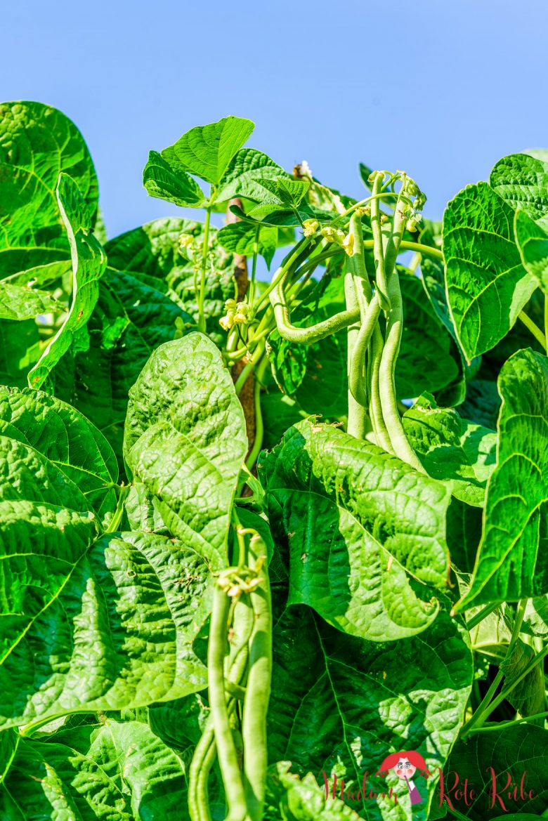 Grüne Bohnen-Salat mit Kartoffeln und Tomaten in Knoblauch-Senf ... Grüne Bohnen-Salat mit Kartoffeln und Tomaten in Knoblauch-Senf ...
