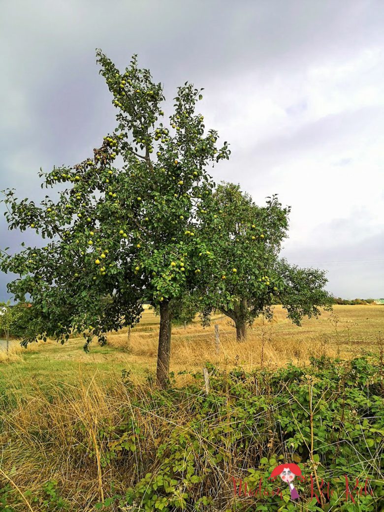 Madam Rote Rübe - Landlust
