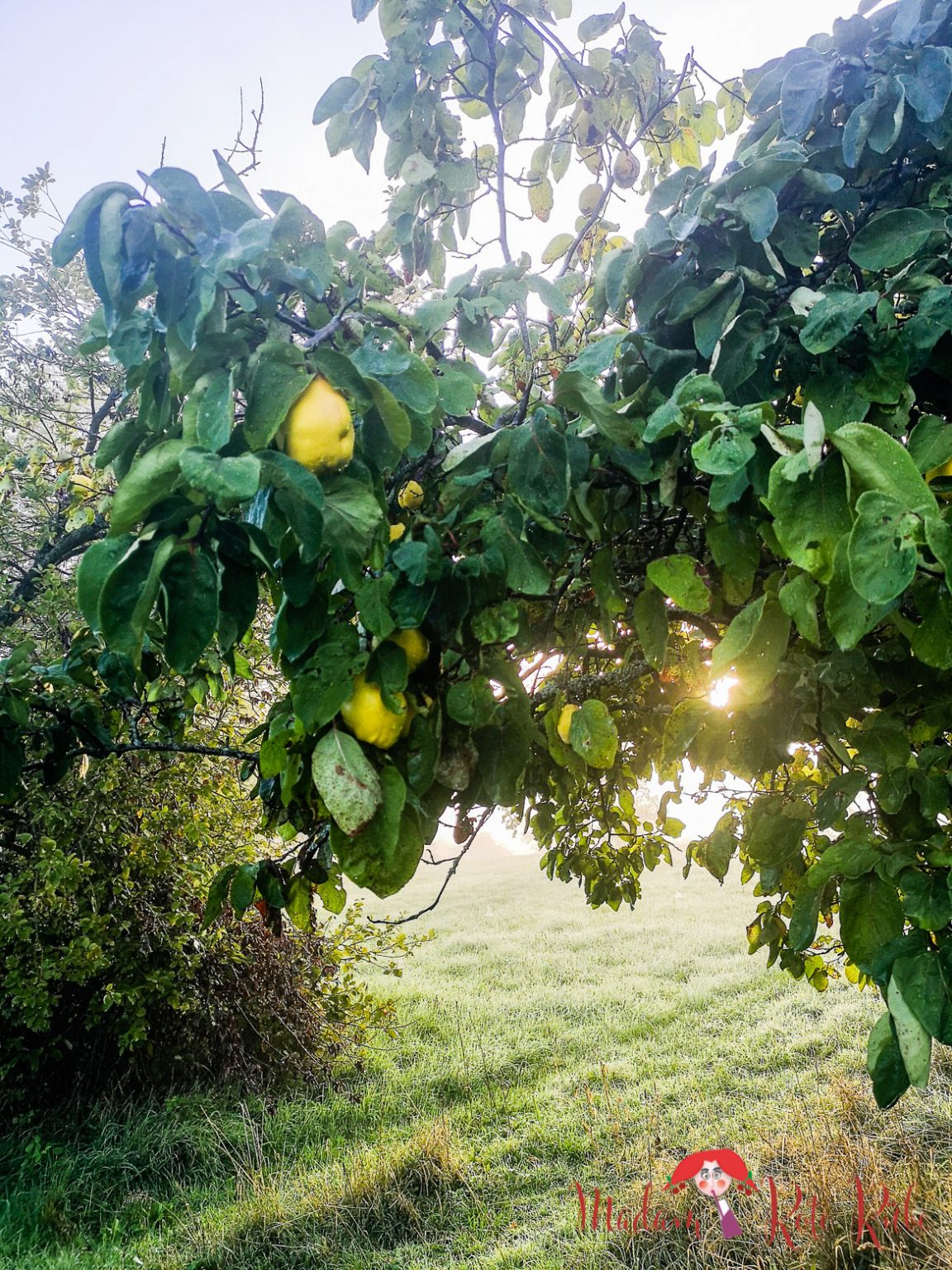 Gebackene Quitten im Honigsirup nach Nigel Slater - Madam Rote Rübe